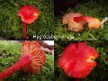 Hygrocybe miniata-amf967-1